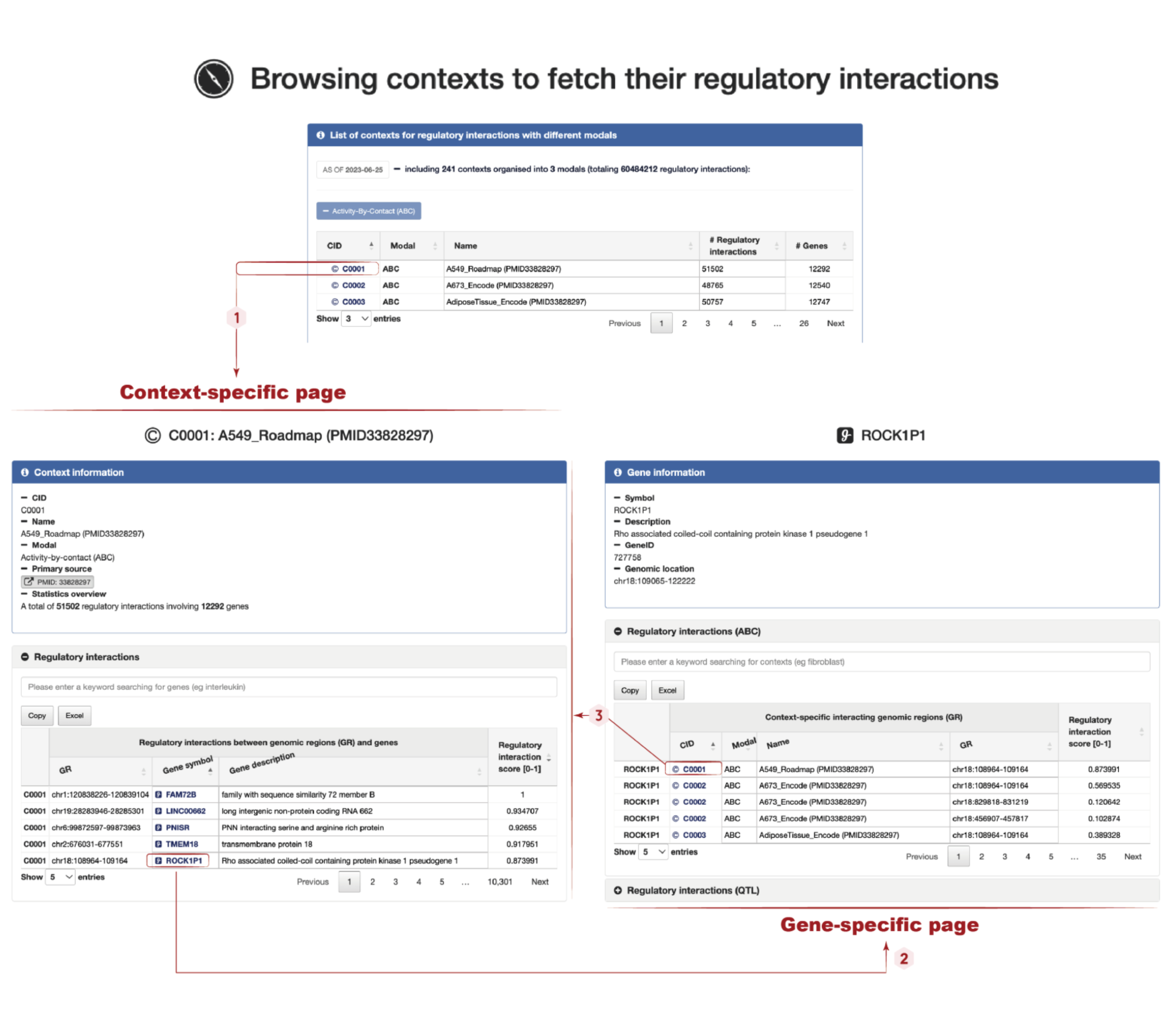 The by-context browse interfaces facilitate the retrieval of regulatory interactions by navigating through different contexts. This illustration showcases an exemplar using the context `C0001: A549_Roadmap (PMID33828297)`. The red hexagons with integers represent sequential clicks for navigation. `Top`: The browse page displays a list of contexts for regulatory interactions, including the `Activity-By-Contact (ABC)` modality. `Bottom-left`: The context-specific page for `C0001: A549_Roadmap (PMID33828297)` provides a comprehensive list of regulatory interactions between genomic regions and genes. Each gene is hyperlinked to its gene-specific page for further exploration. `Bottom-right`: The gene-specific page for the gene `ROCK1P1` presents its regulatory interactions separately for different modalities (`ABC`, `PCHiC`, and `QTL`). Each context is hyperlinked to its corresponding context-specific page.